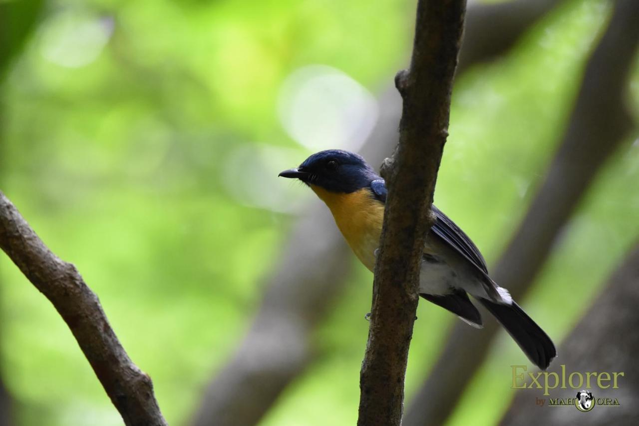 Explorer By Eco Team - Wasgamuwa National Park 外观 照片