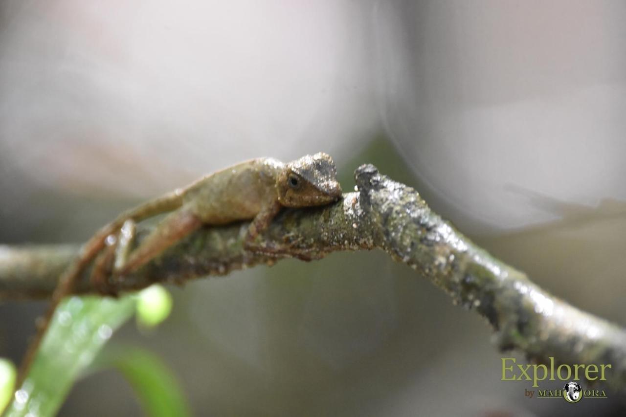Explorer By Eco Team - Wasgamuwa National Park 外观 照片