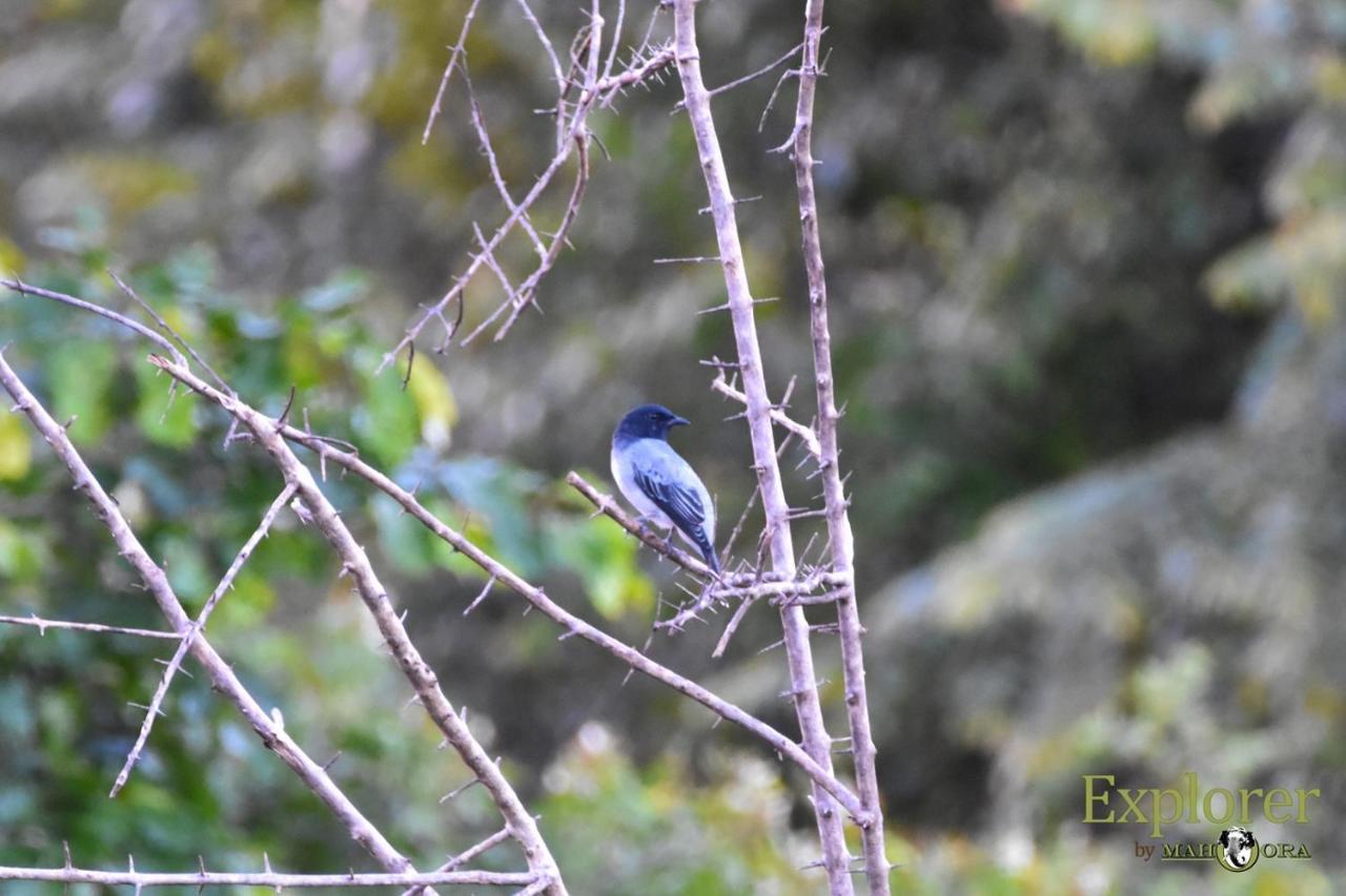 Explorer By Eco Team - Wasgamuwa National Park 外观 照片