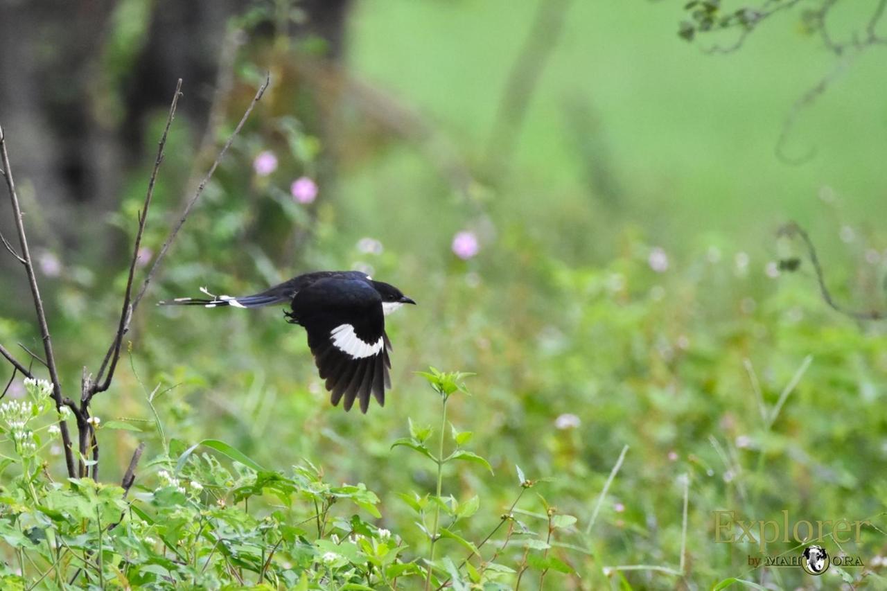 Explorer By Eco Team - Wasgamuwa National Park 外观 照片