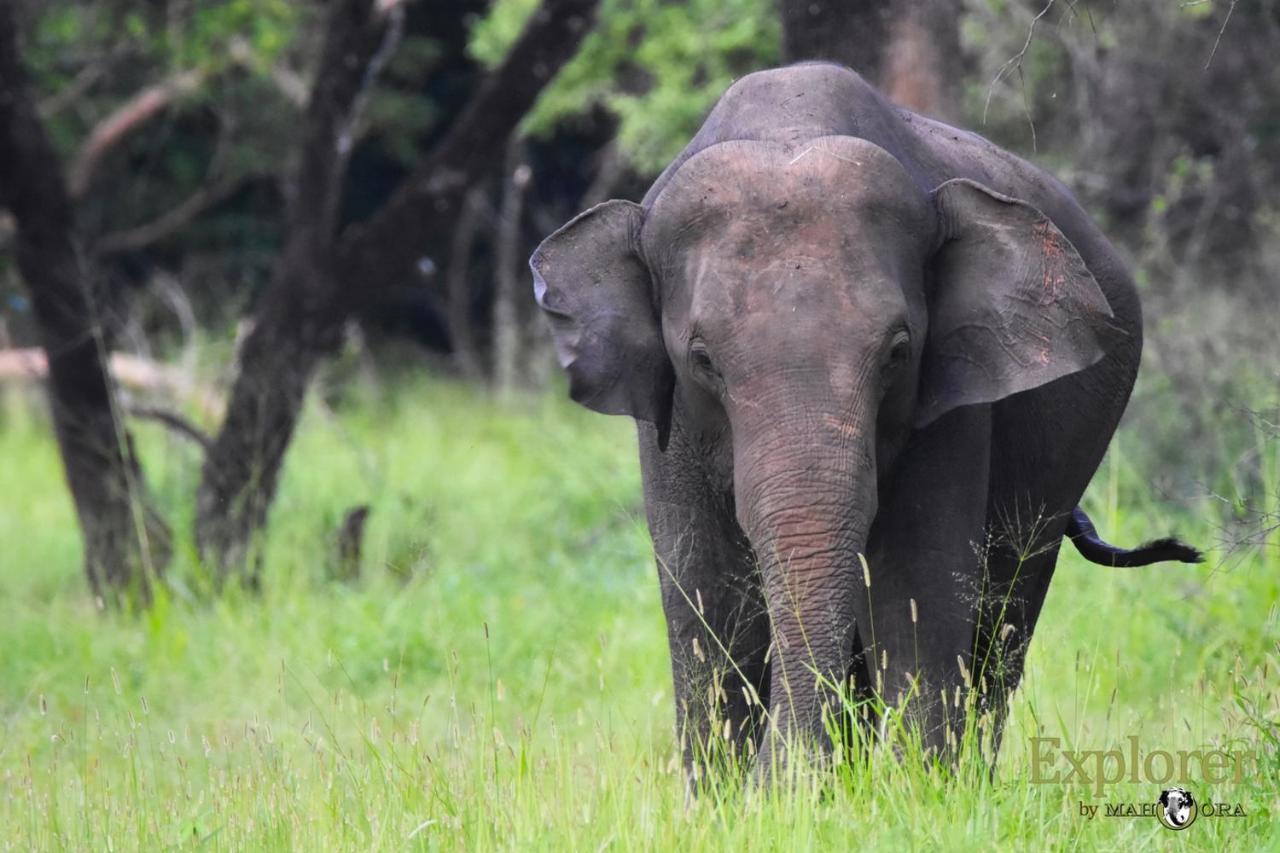 Explorer By Eco Team - Wasgamuwa National Park 外观 照片