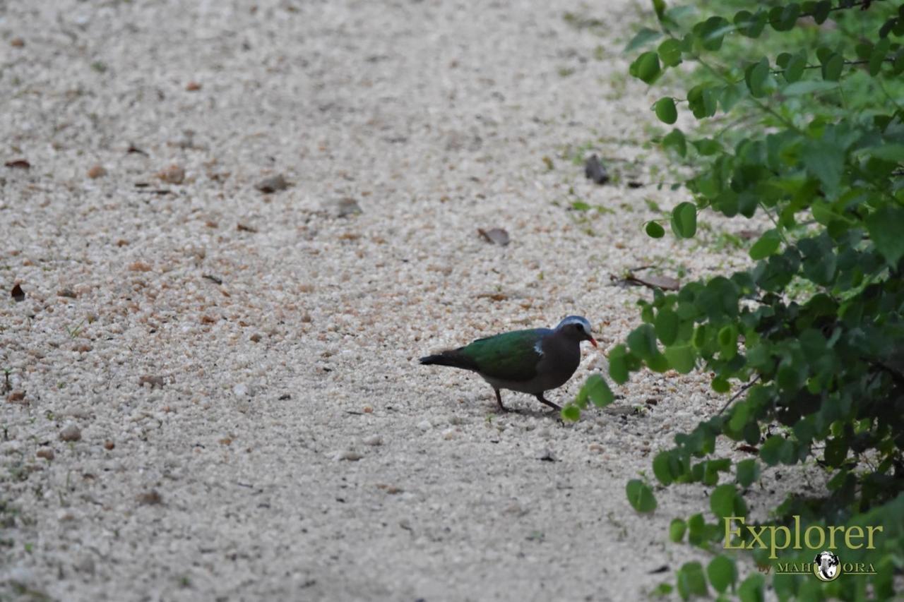 Explorer By Eco Team - Wasgamuwa National Park 外观 照片