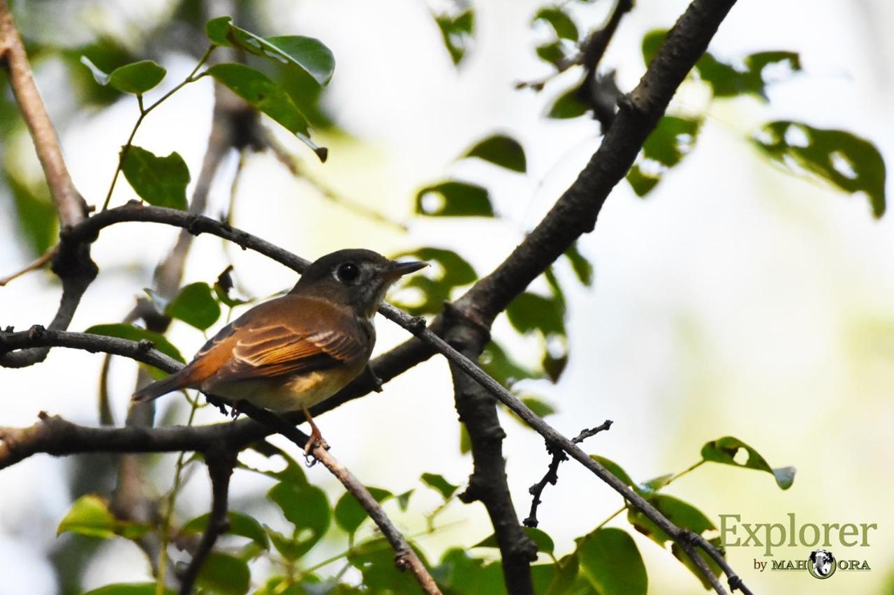 Explorer By Eco Team - Wasgamuwa National Park 外观 照片