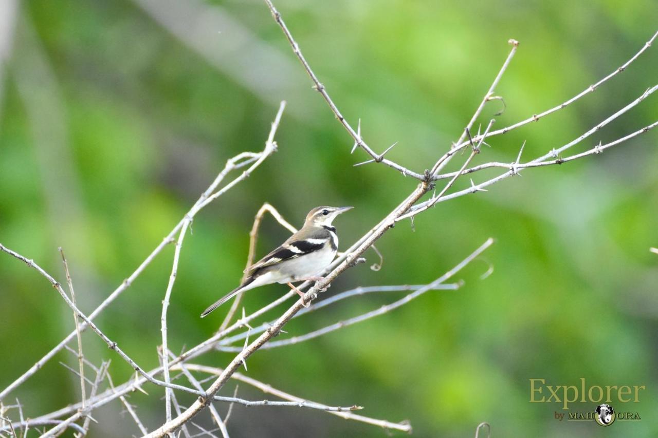 Explorer By Eco Team - Wasgamuwa National Park 外观 照片
