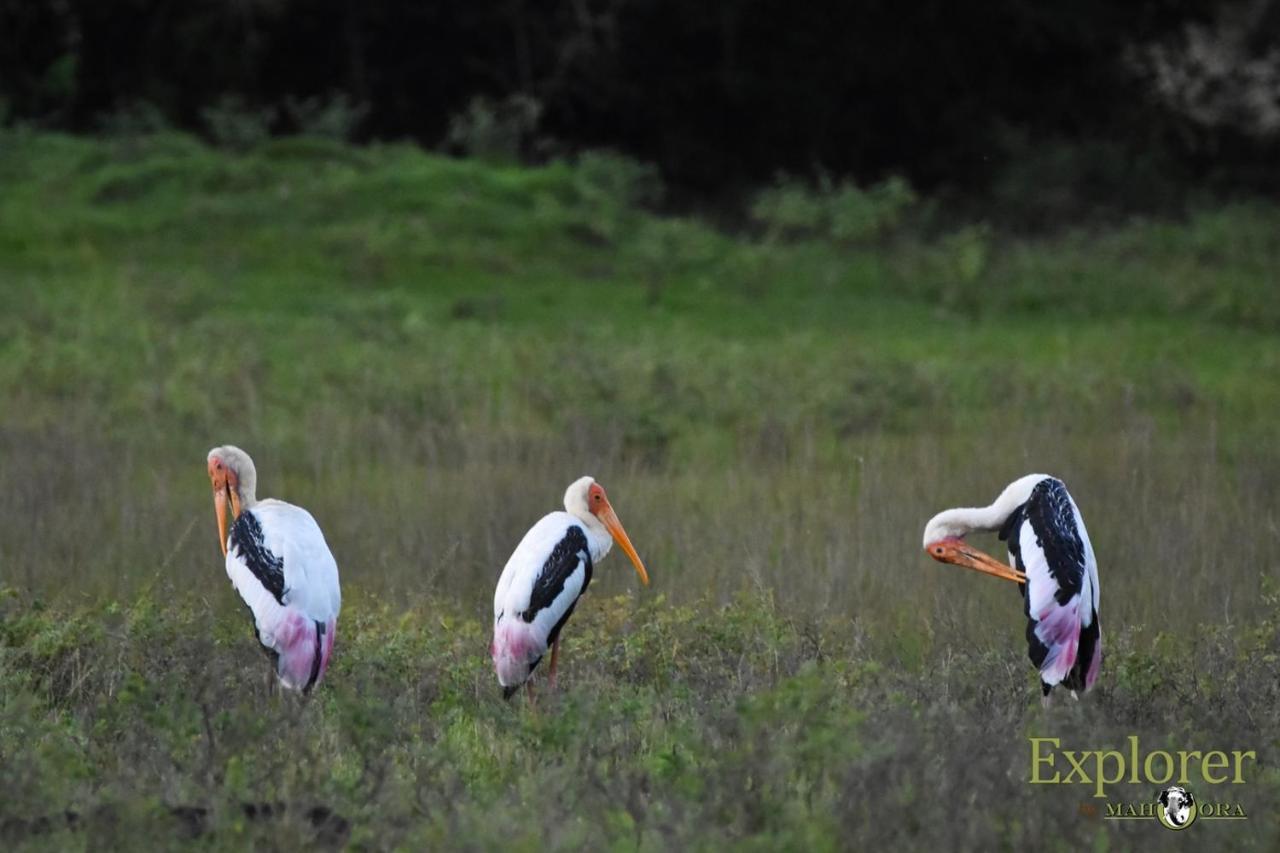 Explorer By Eco Team - Wasgamuwa National Park 外观 照片