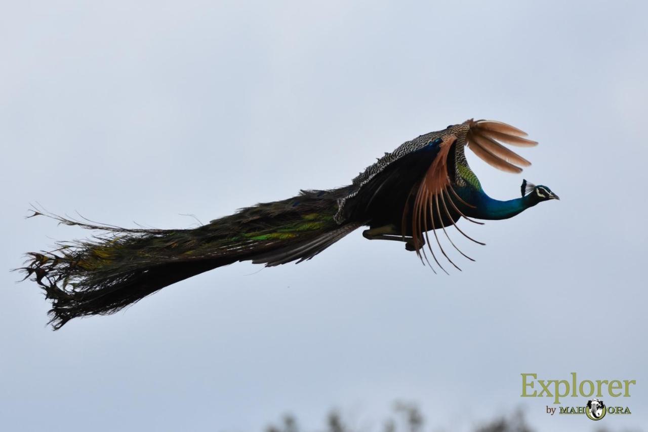 Explorer By Eco Team - Wasgamuwa National Park 外观 照片