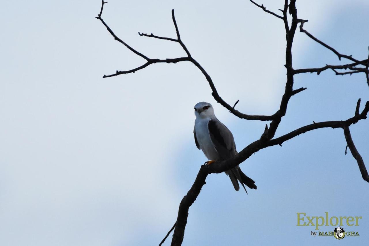 Explorer By Eco Team - Wasgamuwa National Park 外观 照片