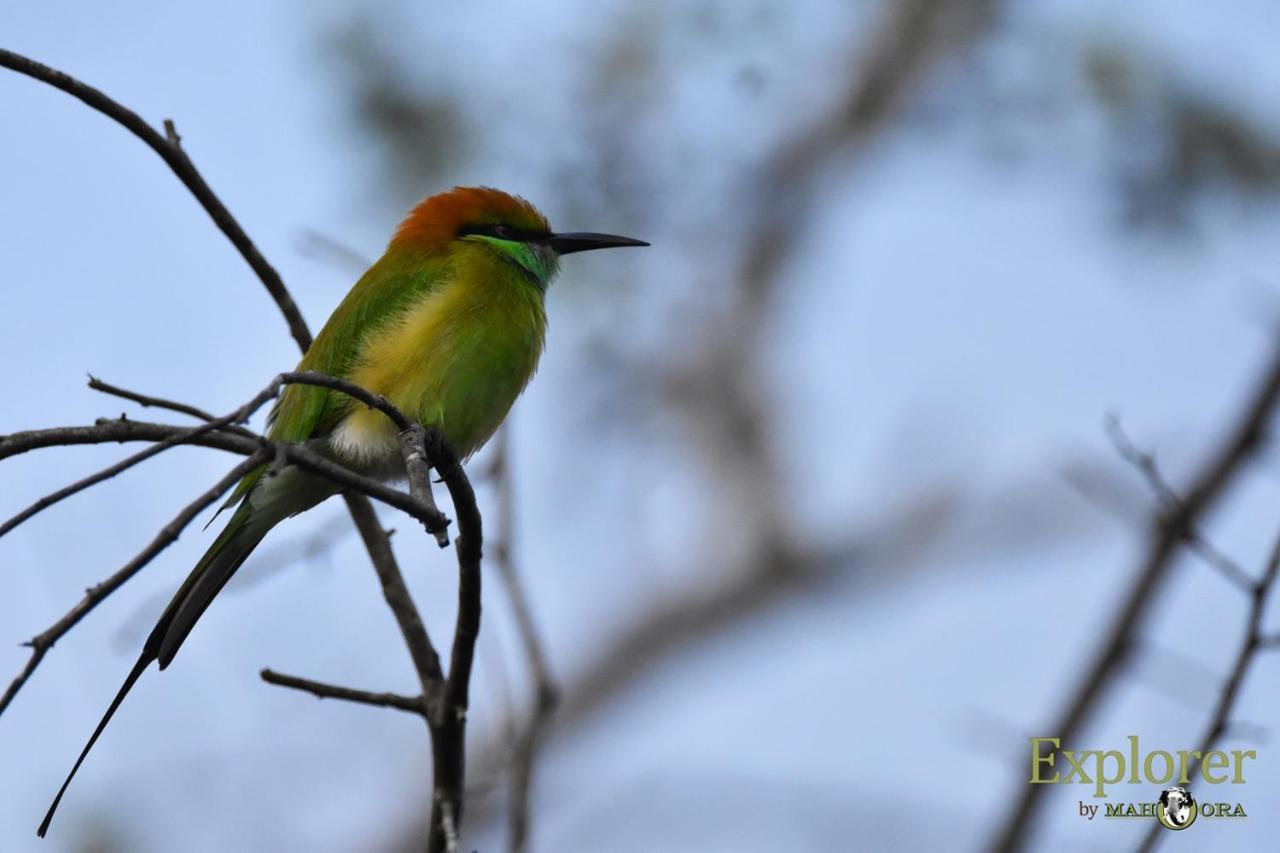 Explorer By Eco Team - Wasgamuwa National Park 外观 照片