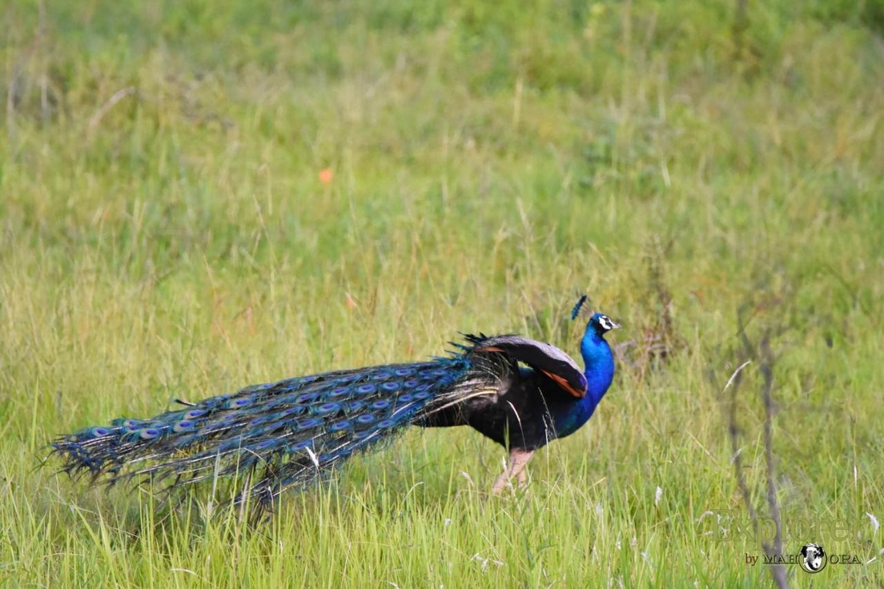 Explorer By Eco Team - Wasgamuwa National Park 外观 照片