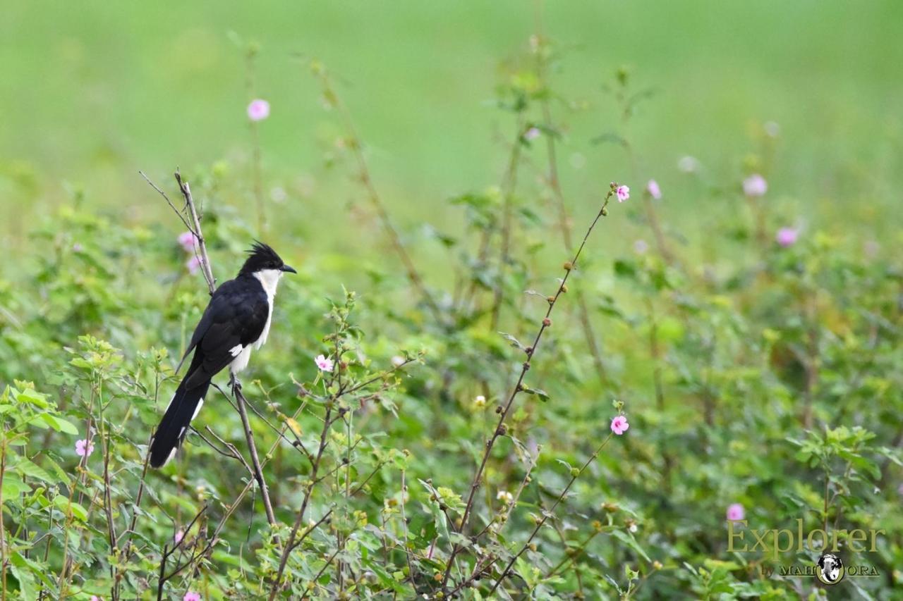 Explorer By Eco Team - Wasgamuwa National Park 外观 照片