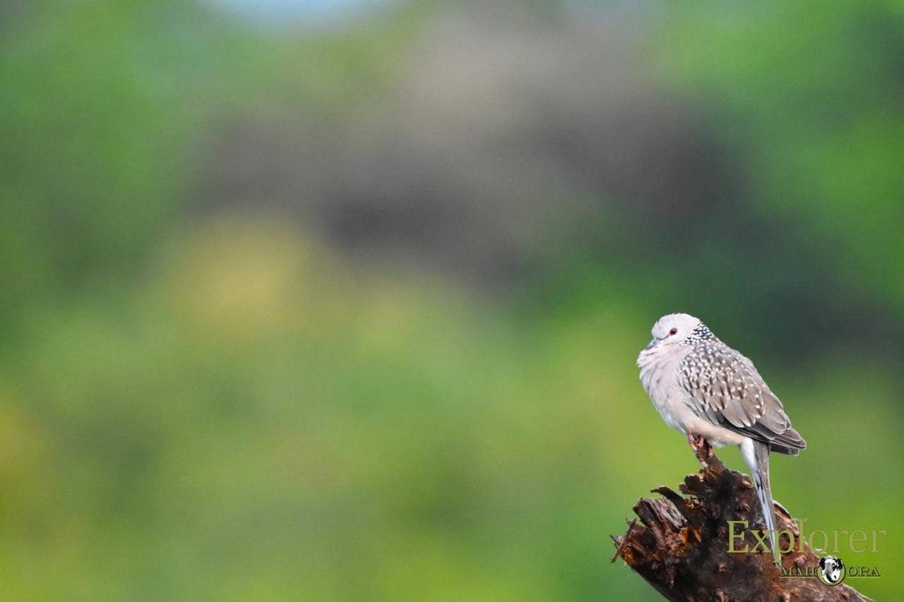 Explorer By Eco Team - Wasgamuwa National Park 外观 照片
