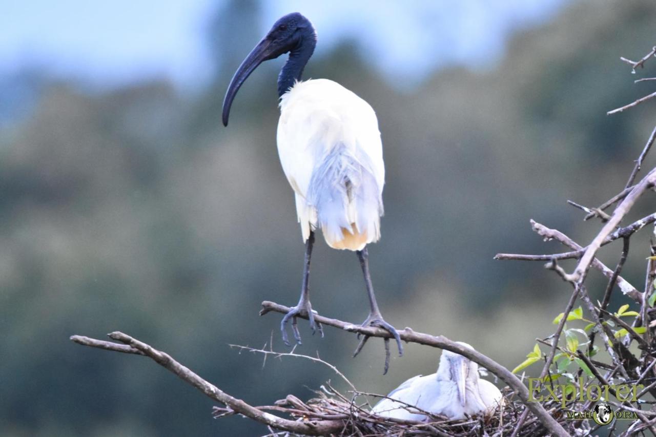 Explorer By Eco Team - Wasgamuwa National Park 外观 照片